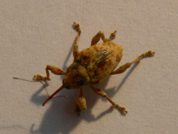 Curculio pellitus del Vicentino